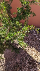 Argania spinosa