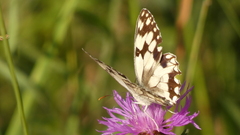 Melanargia lachesis