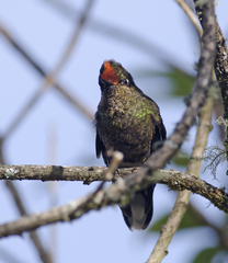 Chalcostigma herrani