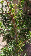 Argania spinosa