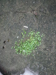 Hydrocotyle sibthorpioides