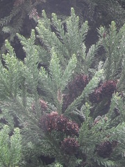 Cryptomeria japonica