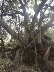 Ficus salicifolia