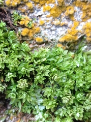 Encalypta streptocarpa