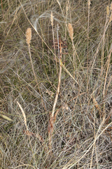 Anacamptis pyramidalis