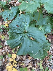 Arnoglossum reniforme