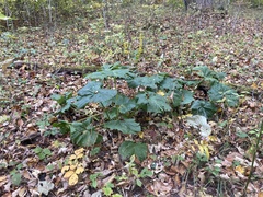 Arnoglossum reniforme