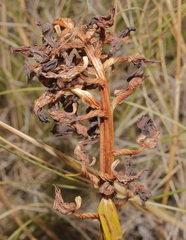 Anacamptis pyramidalis