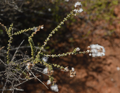 Eriocephalus ericoides