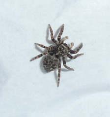 Pseudeuophrys erratica