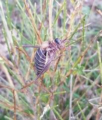 Lluciapomaresius stalii