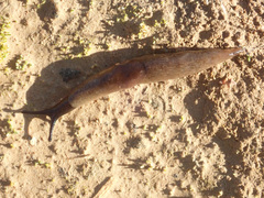 Krynickillus melanocephalus