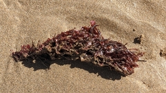 Rhodophyta