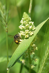 Reseda lutea