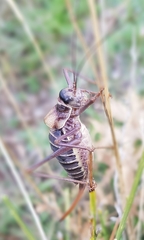 Lluciapomaresius stalii