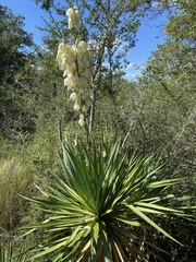 Yucca gloriosa