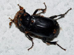 Nicrophorus humator