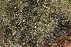Eriocephalus ericoides