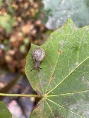 Ventridens ligera