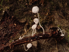 Mycena polyadelpha