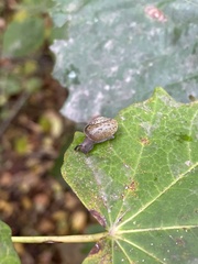 Ventridens ligera