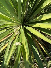 Yucca gloriosa