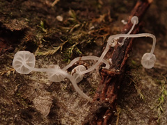 Mycena polyadelpha