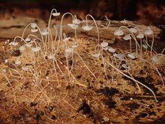 Mycena polyadelpha