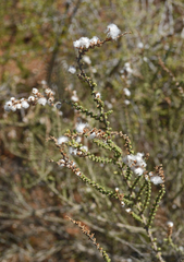 Eriocephalus ericoides