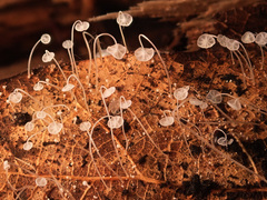 Mycena polyadelpha