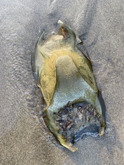 Beringraja binoculata