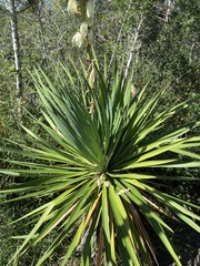 Yucca gloriosa