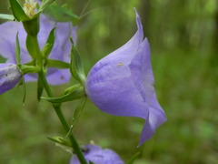 Campanula persicifolia