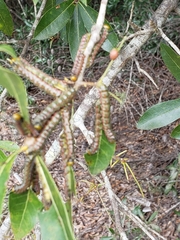 Anisota virginiensis