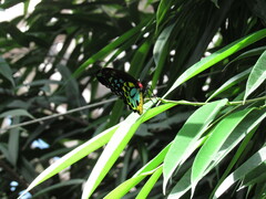 Ornithoptera