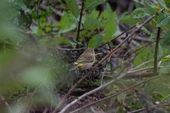 Setophaga palmarum palmarum