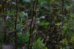 Setophaga palmarum palmarum