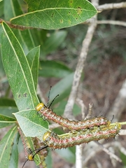 Anisota virginiensis