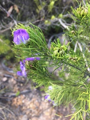 Psoralea affinis