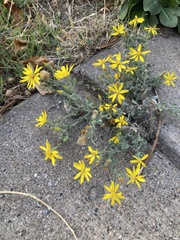 Heterotheca utahensis