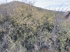 Prunus spinosa