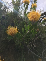 Leucospermum cuneiforme