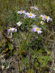 Aster biennis