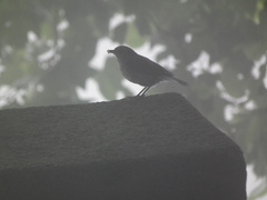 Phoenicurus fuliginosus