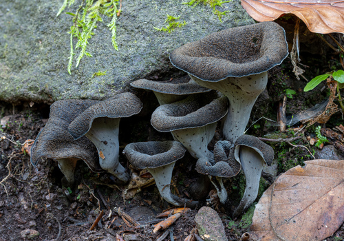 lievik trúbkovitý (Craterellus cornucopioides)