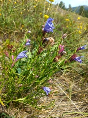 Dracocephalum peregrinum