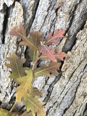 Quercus sinuata