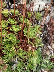 Saxifraga cuneata