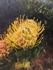 Leucospermum cuneiforme