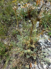 Phlojodicarpus sibiricus